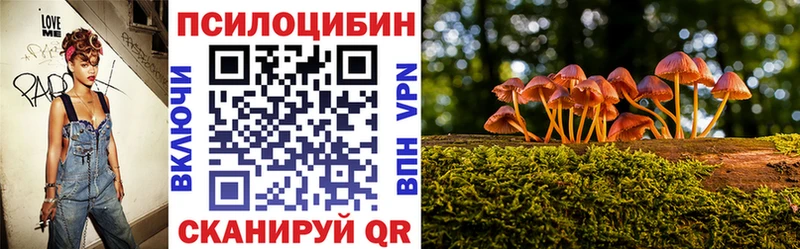 omg как зайти  Завитинск  Псилоцибиновые грибы Cubensis 